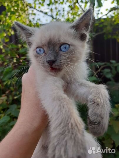 Котенок мальчик