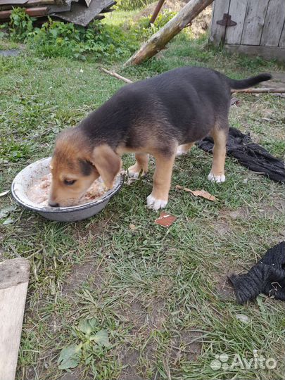 Русская гончая