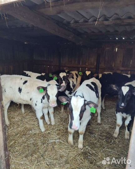 Телята бычки