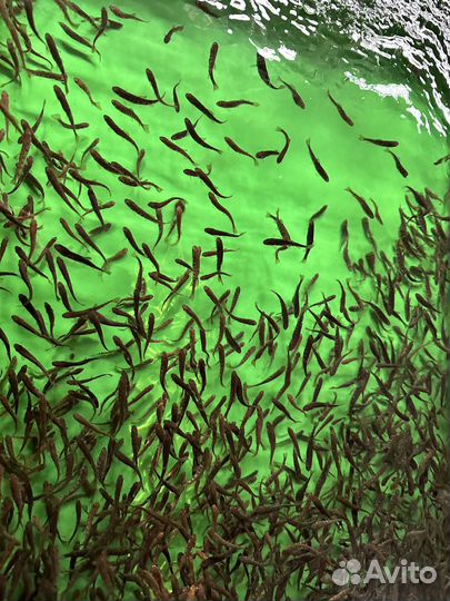 Малек форели