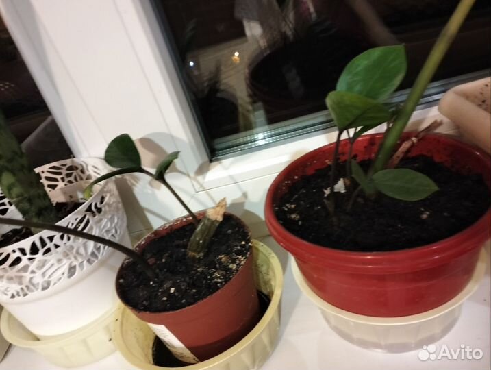 Замиокалькус, долларовое дерево