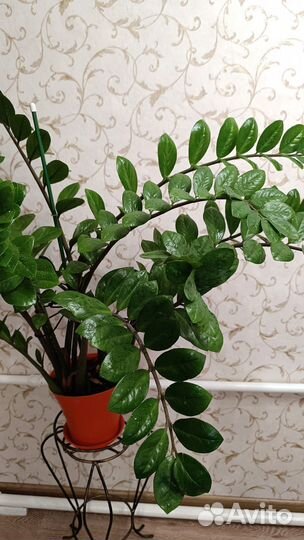 Замиокулькас Super Nova