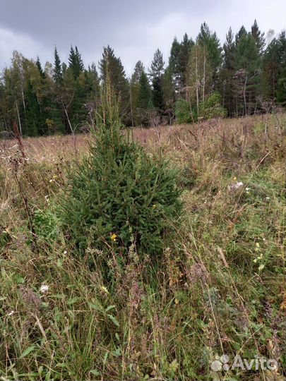 Требуется копщики деревьев