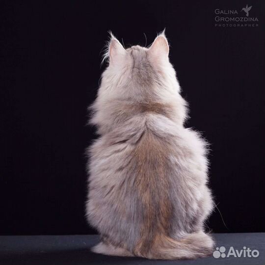 Эксклюзив у вас дома от Ангела Солнца