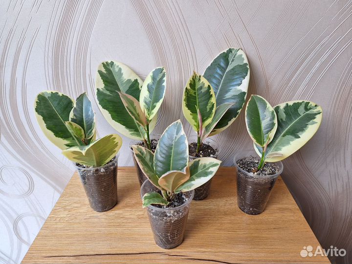 Фикусы: Тинеке, Абиджан, Мелани, Бенгальский Тигр