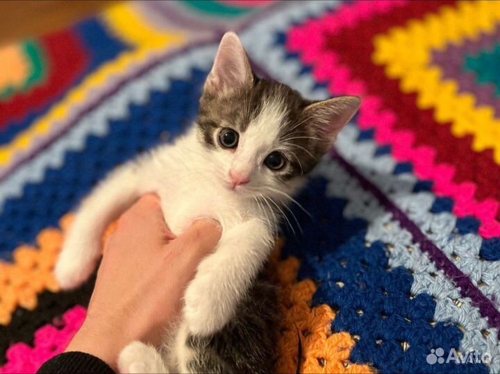 Котята в дар в ответственные руки