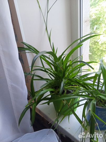 Хлорофитумы