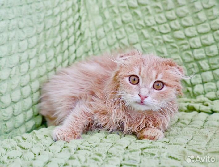 Мандаринчик в добрые руки