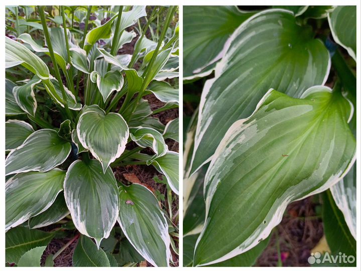 Хосты сортовые