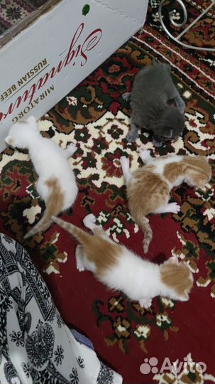 Котята в добрые руки