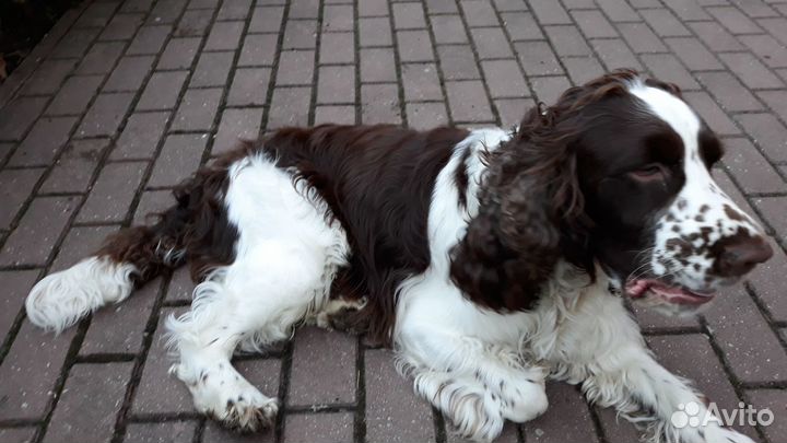 Спрингер Спаниель вязка