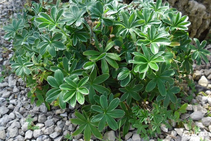 Многолетники