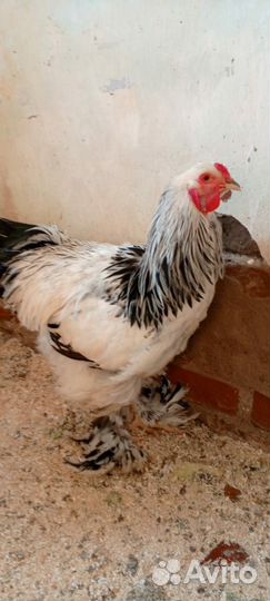 Петух Брама Колумбийская