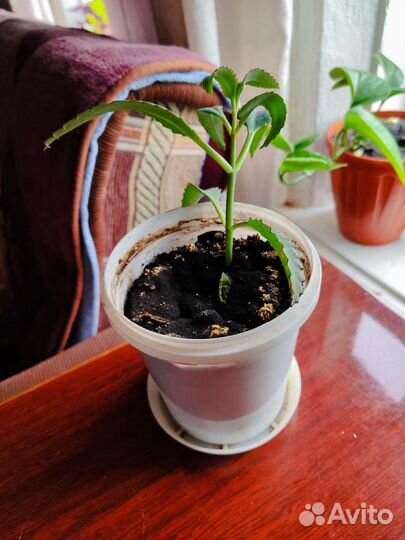 Каланхоэ лечебное