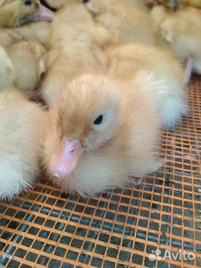 Утята бройлеры Star-53