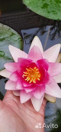 Нимфея Attraction, взрослая и детки