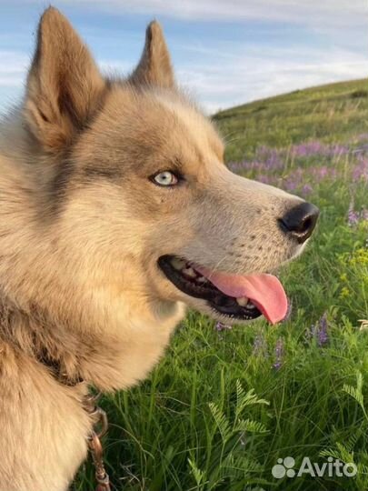 Собака Хаски в добрые руки