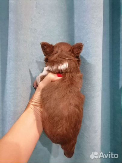 Щенки чихуахуа