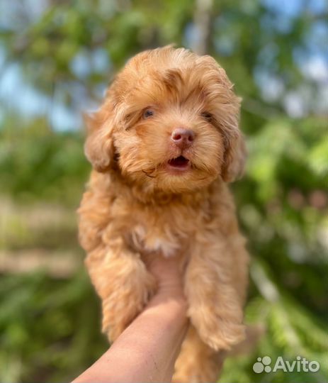 Пупсы мальтипу