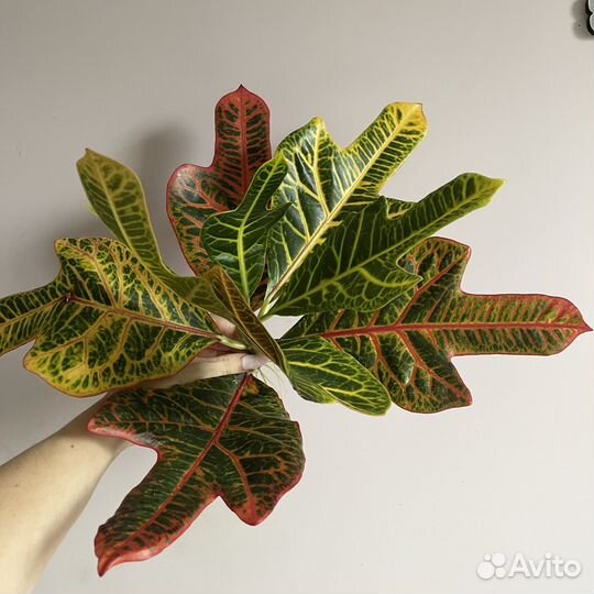 Кротон (Кодиеум пёстрый)