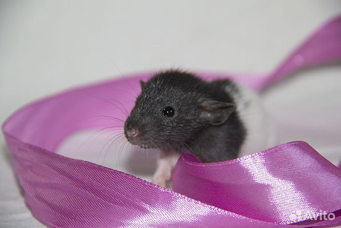 Крысята Дамбо