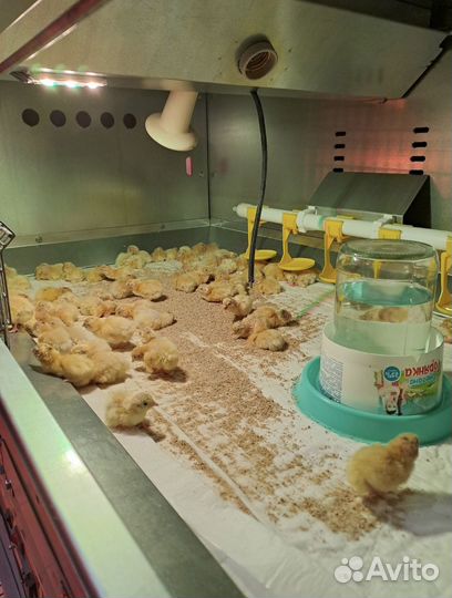 Инкубационное яйцо-лучшие породы