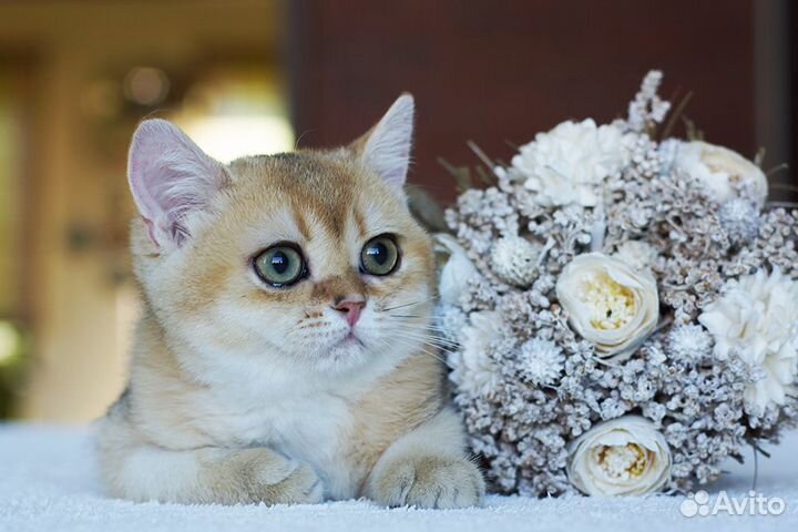Золотая короткошерстная девочка