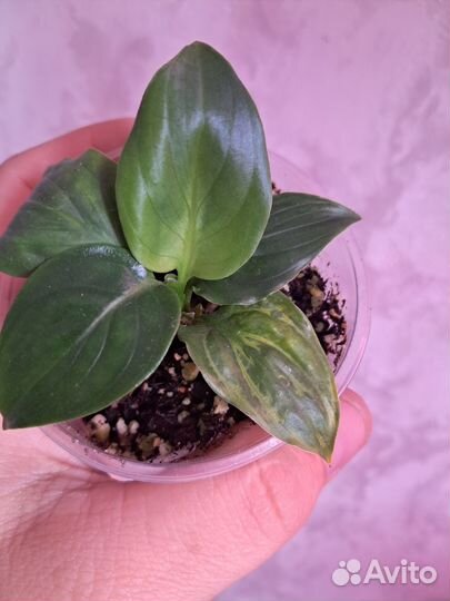 Спатифилум мун шадоу