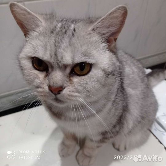 Вязка кошек бесплатно