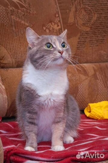 Маришенька. Годик, стерилизована