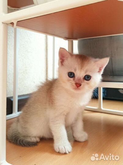 Котята окраса шиншилла