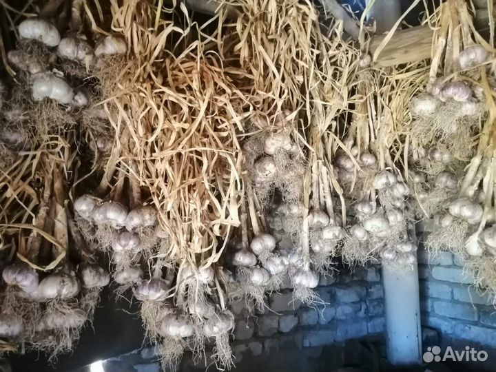 Чеснок домашний