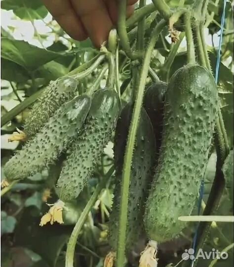 Высокоурожайный гибрид огурца Бэрд F1 Испания