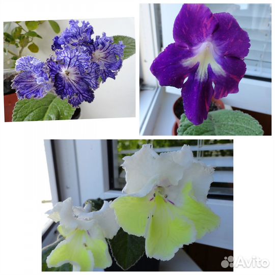 Стрептокарпусы