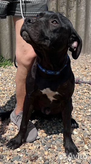 Щенок питбуля