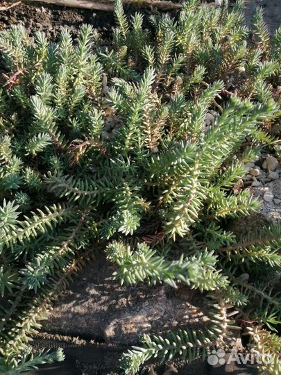 Многолетники