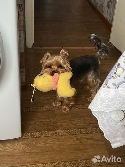 Милый щенок, мальчик