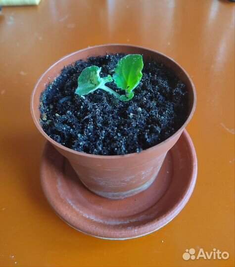 Фиалка (детки)