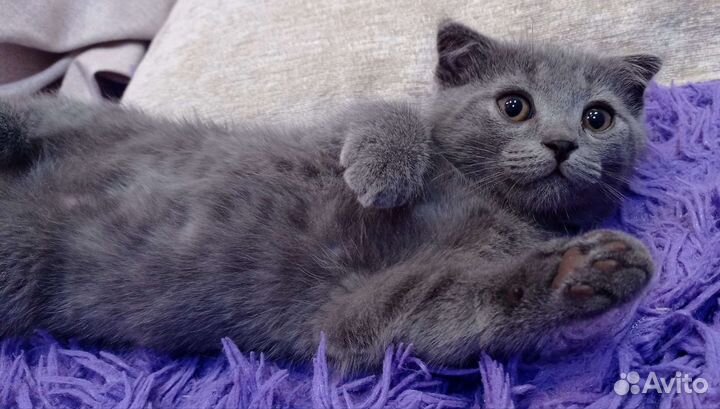 Вислоухий мальчик