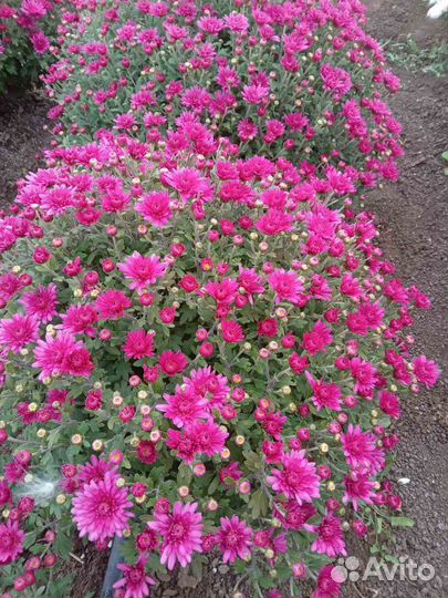 Хризантема оптом