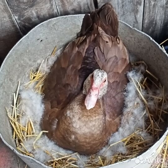 Индоутки, (селезни,яйца,утята)