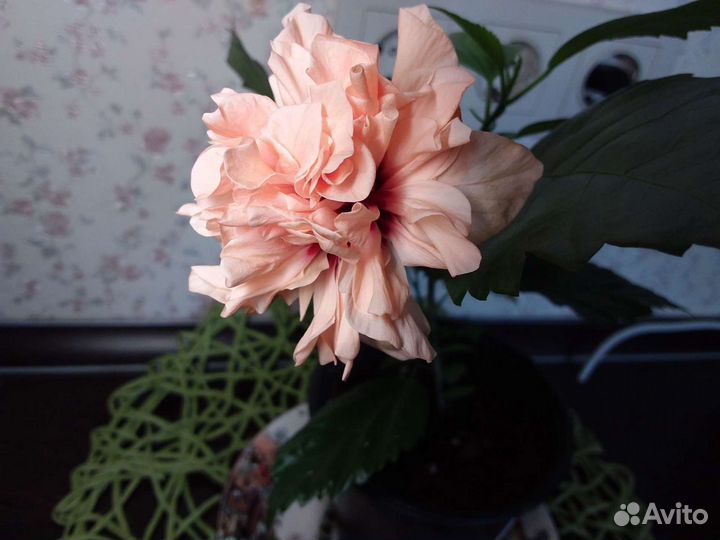 Китайская роза