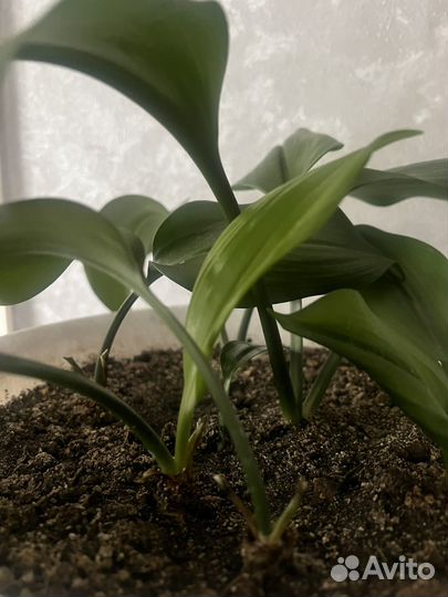 Эухарис амазонская лилия луковицы