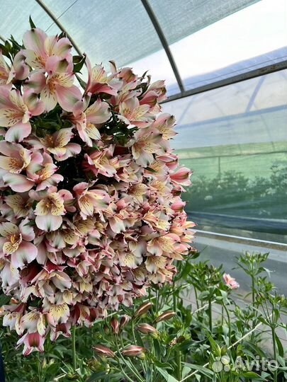 Цветы альстромерия