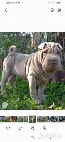 Щенки шарпей