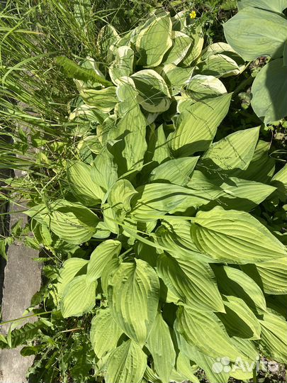 Лапчатка и др