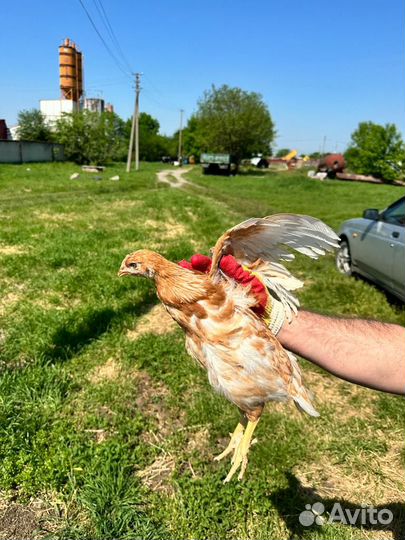 Куры несушки без обмана