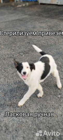 Щенки в парке им очень нужен дом