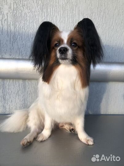 Стрижка кошек и собак