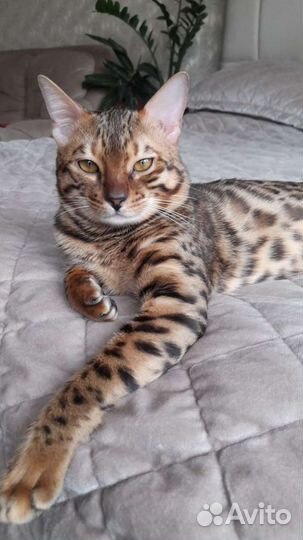 Бенгальский кот. Вязка